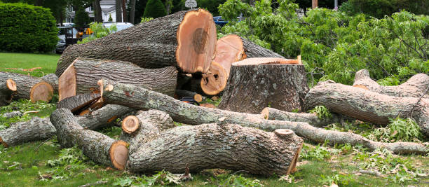 Trusted West Melbourne, FL Tree Services Experts