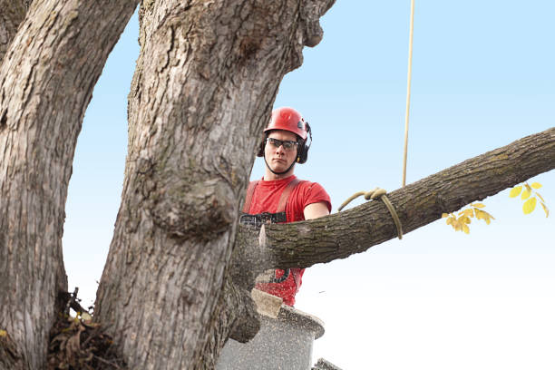 How Our Tree Care Process Works  in  West Melbourne, FL